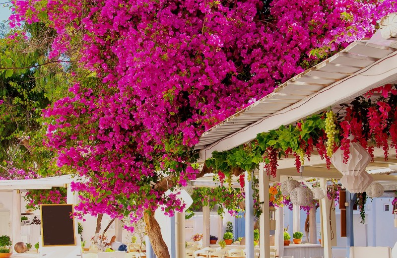 lardos.jpg (1)