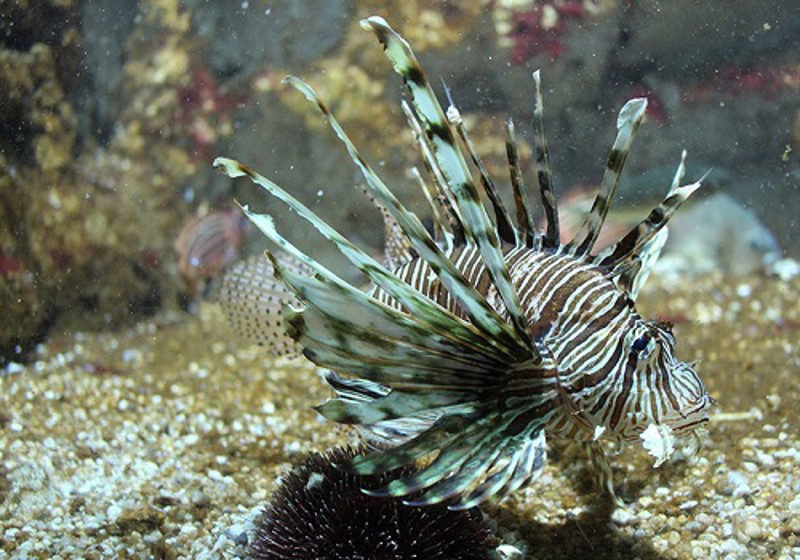lion-fish-rhodes-aquarium.jpg