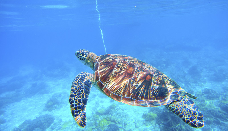 Zante_banner_1.jpg