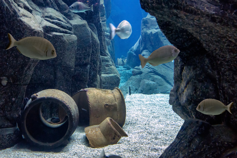 Cretaquarium.jpg