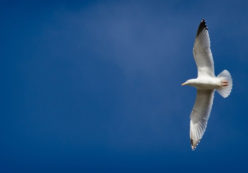 Birdwatching in Greece