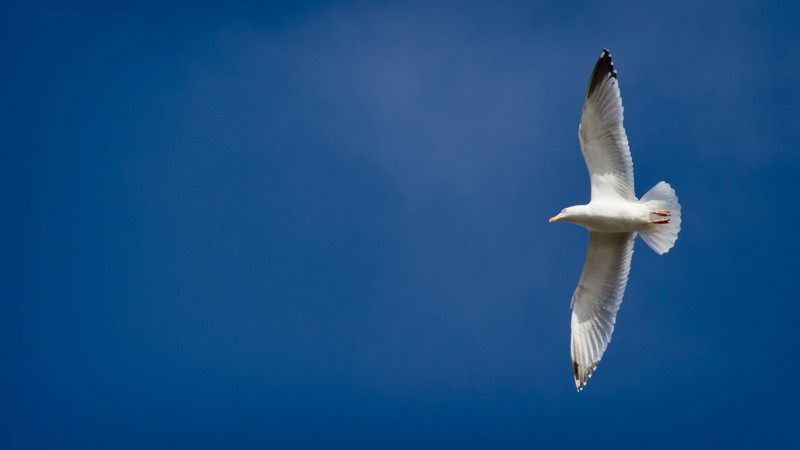 sea-coast-water-nature-bird-wing-625216-pxhere.com.jpg