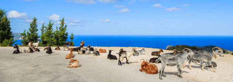 Goats on the Beach, Banner