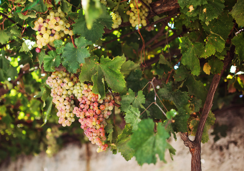 Grapes In The Island Of Naxos GREECE