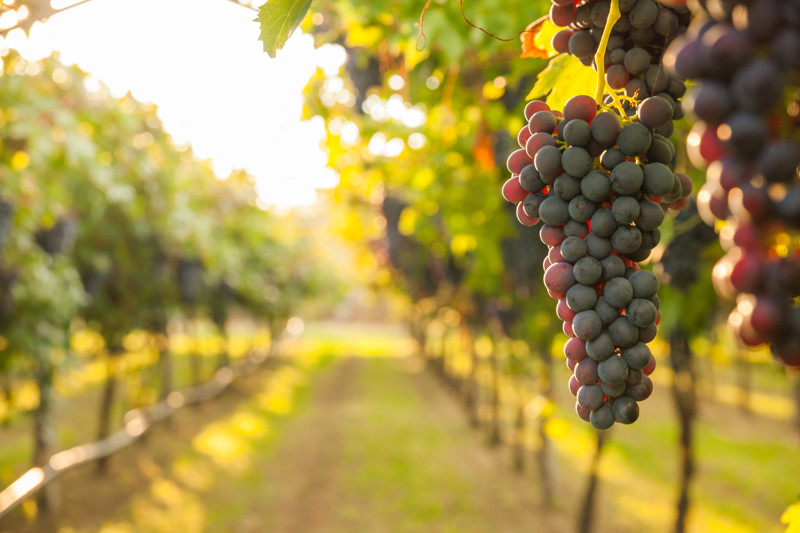 Kefalonia Vineyard