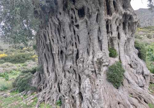 Giant trees in ancient Valley of Olives in Aegina