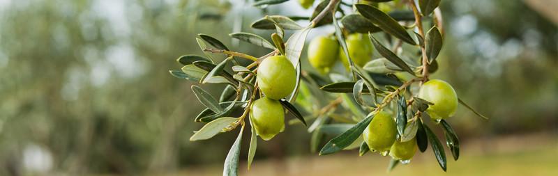 Olive Grove