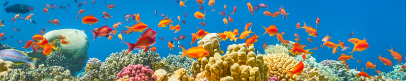 Sharm El Sheikh (1)