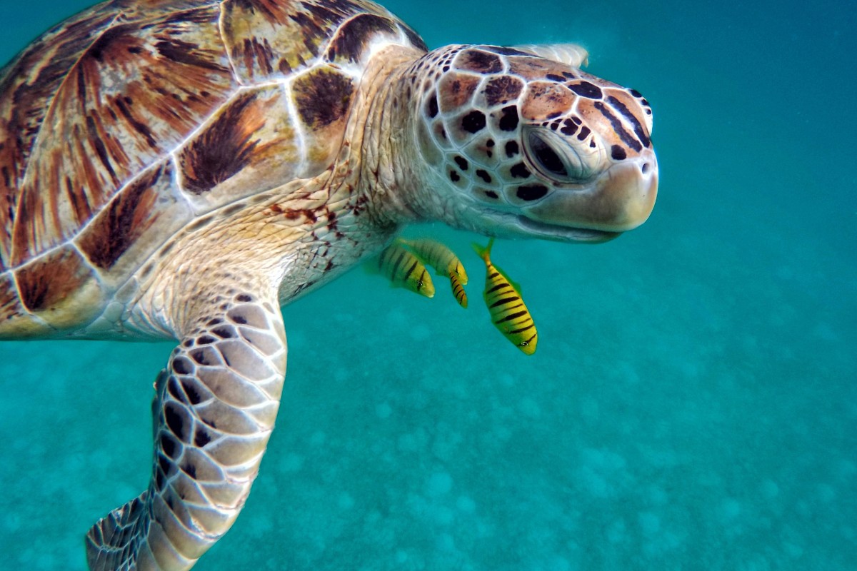 Loggerhead Turtle